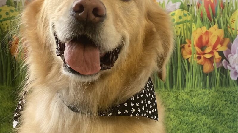 Posh Paws of Lake Bluff - Lake Bluff, IL