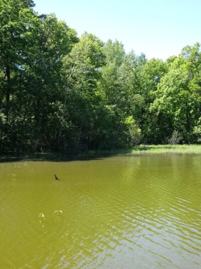 DeMontreville Wildlife Park - Lake Elmo, MN