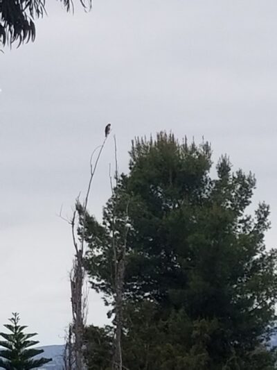 Montbury Park - Lake Forest, CA