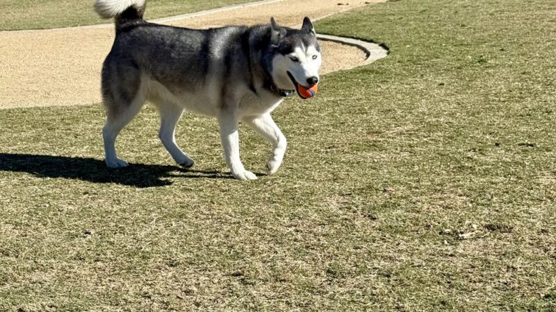 Portola Park - Lake Forest, CA
