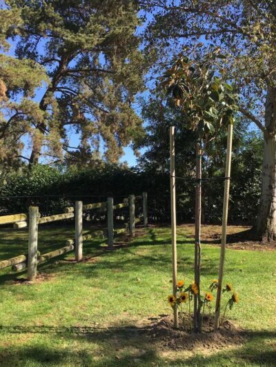 Rancho Serrano Park - Lake Forest, CA