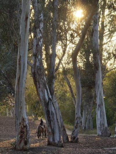 The Park - Lake Forest, CA