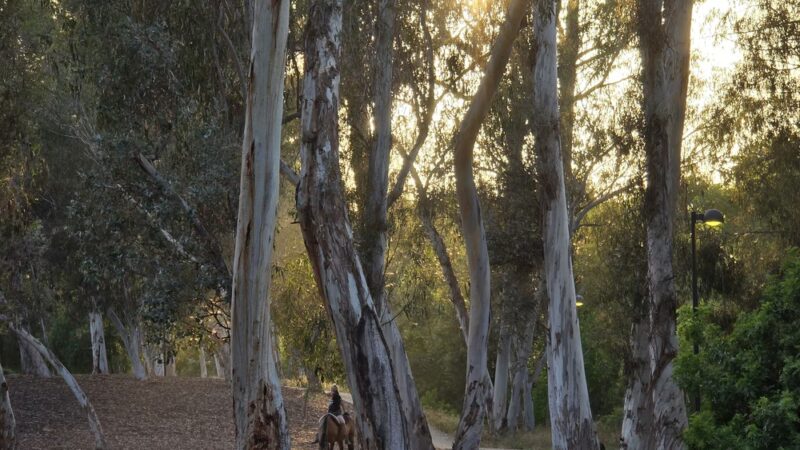 The Park - Lake Forest, CA