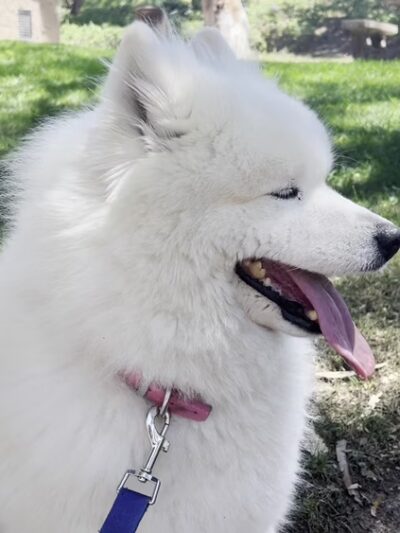 The Park - Lake Forest, CA