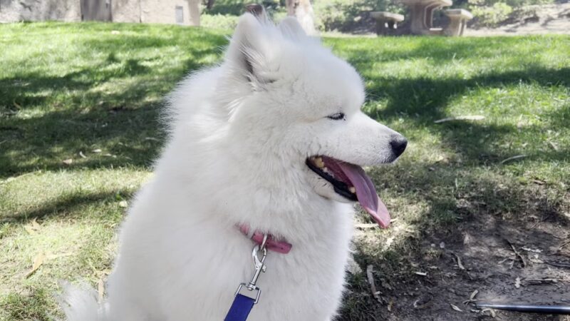 The Park - Lake Forest, CA