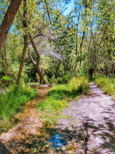 The Park - Lake Forest, CA