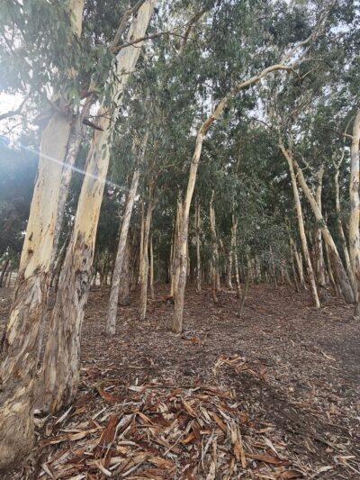 The Park - Lake Forest, CA