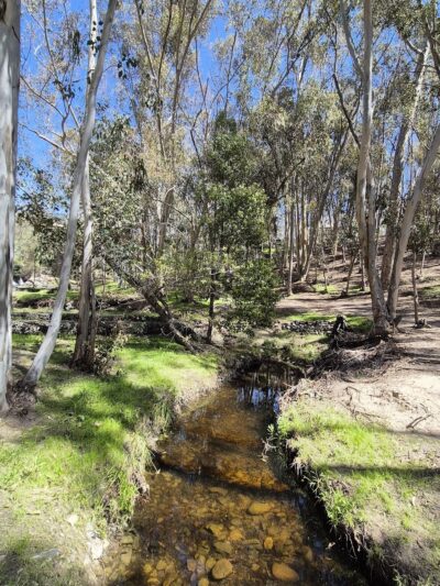 The Woods - Lake Forest, CA