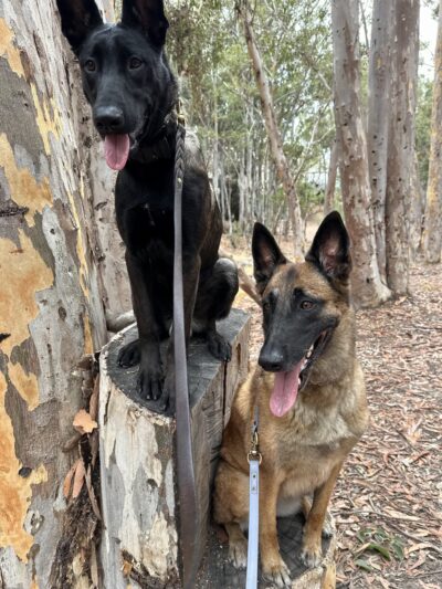 The Woods - Lake Forest, CA