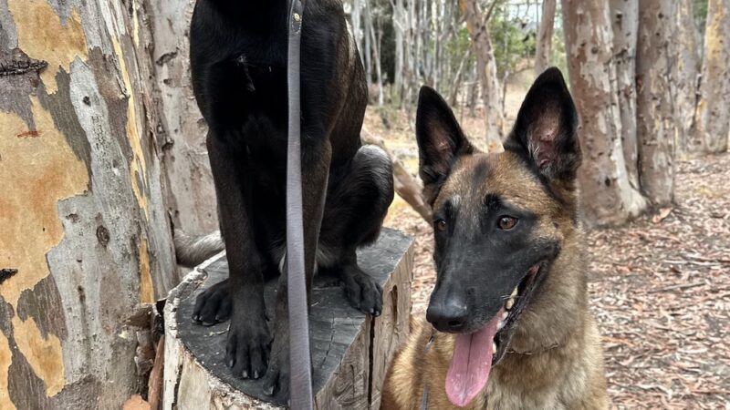 The Woods - Lake Forest, CA