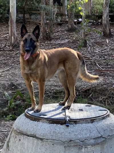 The Woods - Lake Forest, CA