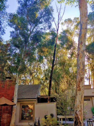 The Woods - Lake Forest, CA