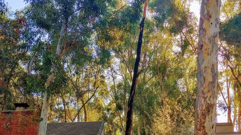 The Woods - Lake Forest, CA