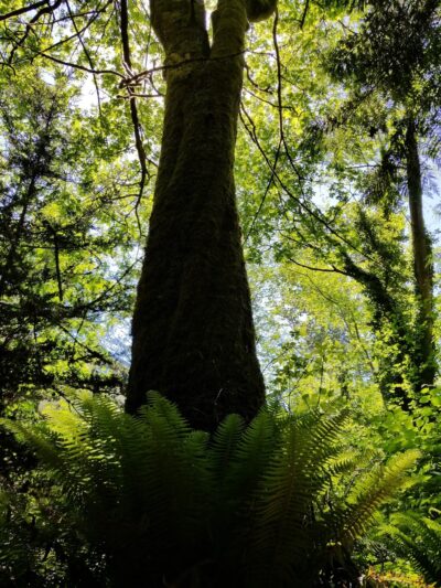 Love Park - Lake Forest Park, WA