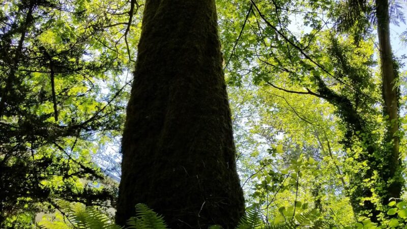Love Park - Lake Forest Park, WA
