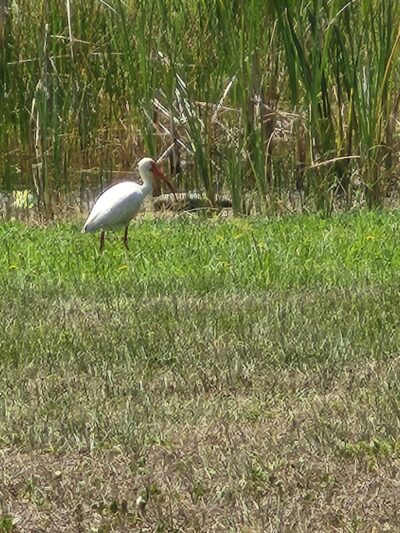 Sample Park - Lake Hamilton, FL