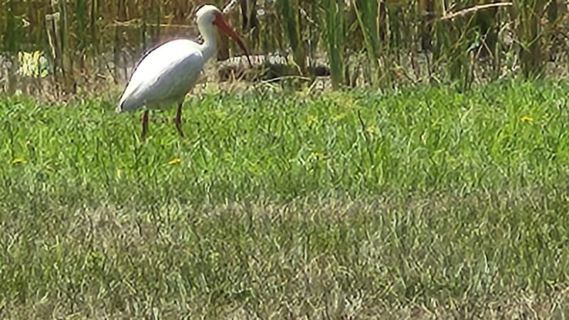 Sample Park - Lake Hamilton, FL