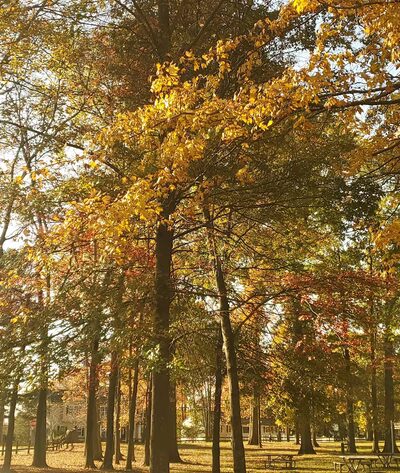 Knoll Park Picnic Area - Lake Hiawatha, NJ