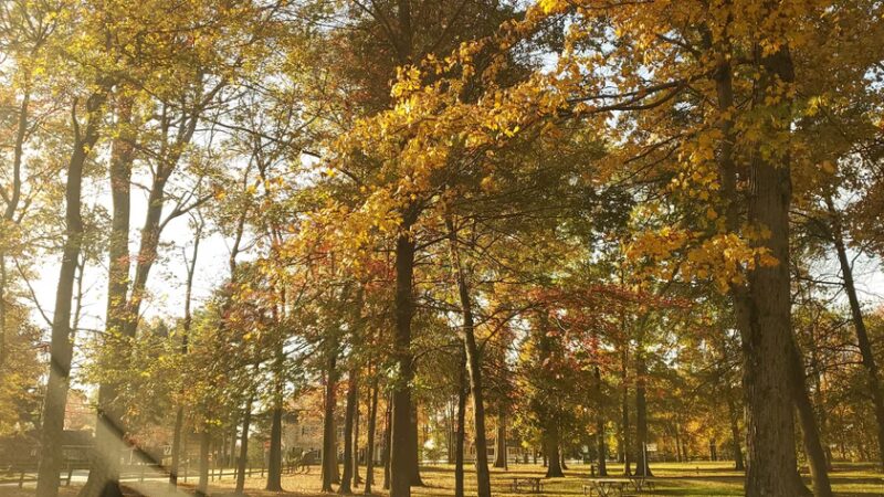 Knoll Park Picnic Area - Lake Hiawatha, NJ
