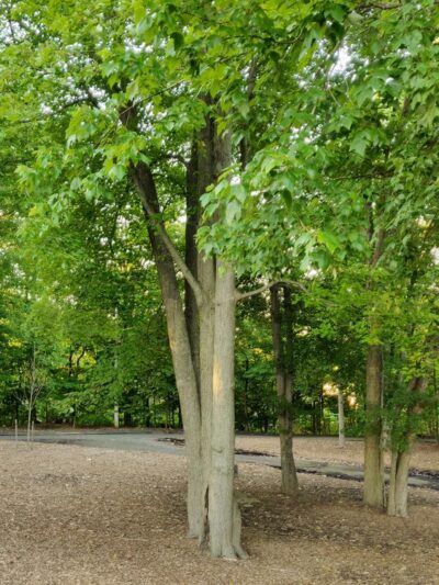 Volunteers Park "Lower Field" - Lake Hiawatha, NJ