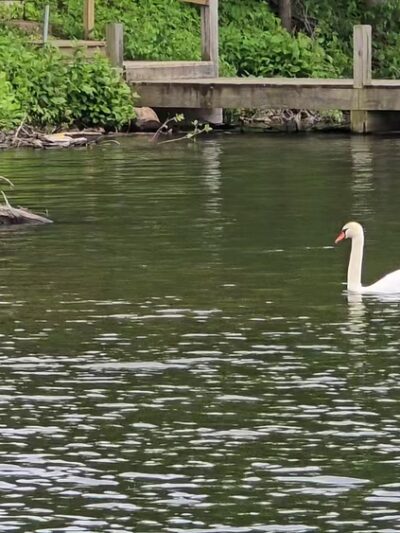 Rose Walk - Lake Junaluska, NC
