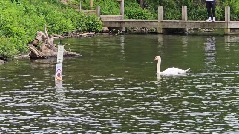 Rose Walk - Lake Junaluska, NC