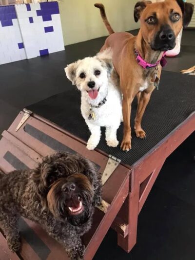 Laughing Dogs - Lake Mills, WI