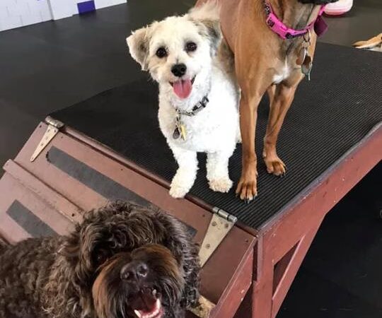 Laughing Dogs - Lake Mills, WI