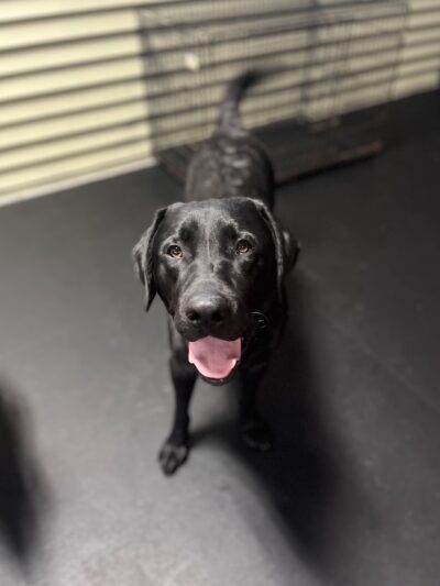 Laughing Dogs - Lake Mills, WI