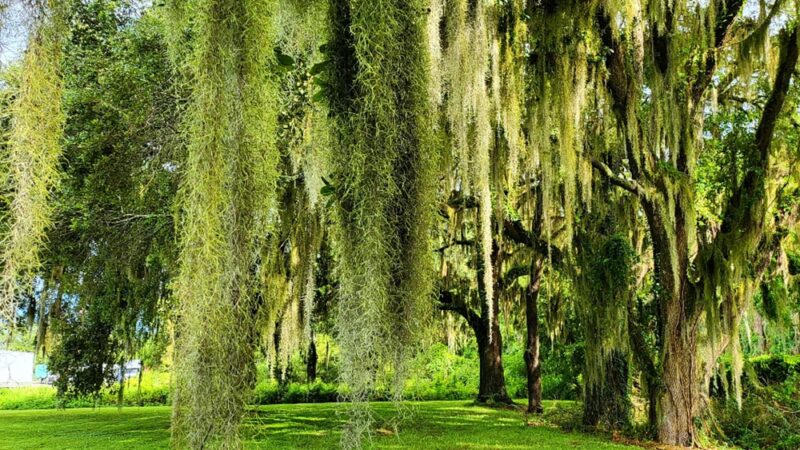 Lake Park - Lake Park, GA