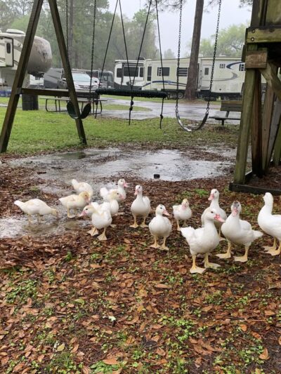Lake Park RV & Campground - Lake Park, GA