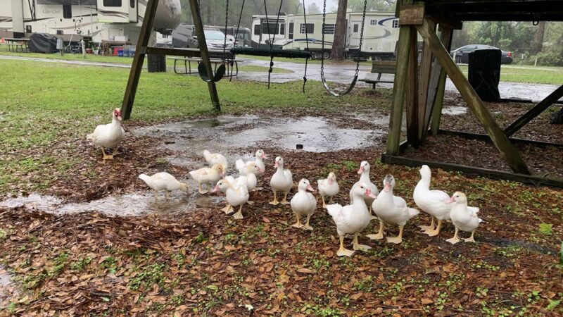 Lake Park RV & Campground - Lake Park, GA