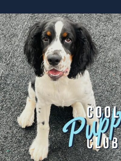 Lake Park Paws - Lake Park, MN