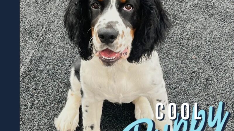 Lake Park Paws - Lake Park, MN