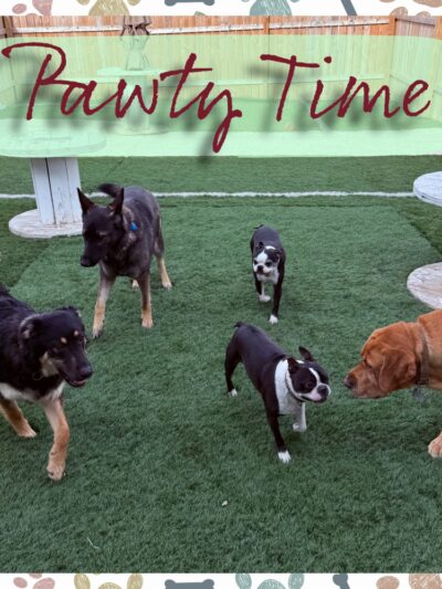 Lake Park Paws - Lake Park, MN