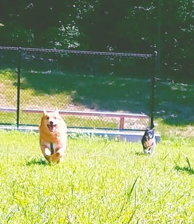 Jacobsville Recreation Area - Lake Shore, MD