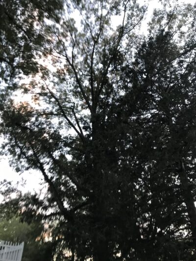 Village Park of Lake Success - Lake Success, NY
