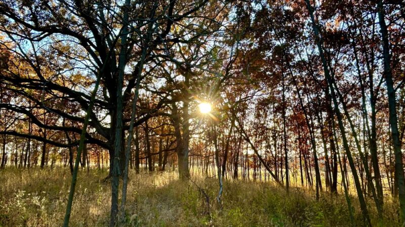 Grant Woods Forest Preserve North - Lake Villa, IL