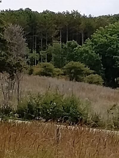 Grant Woods Forest Preserve North - Lake Villa, IL