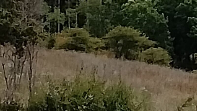 Grant Woods Forest Preserve North - Lake Villa, IL