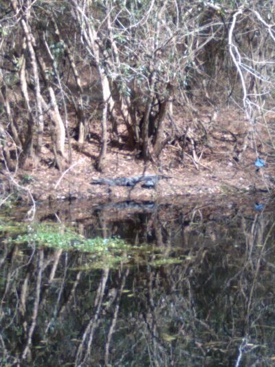 Friends of Waccamaw State Park - Lake Waccamaw, NC