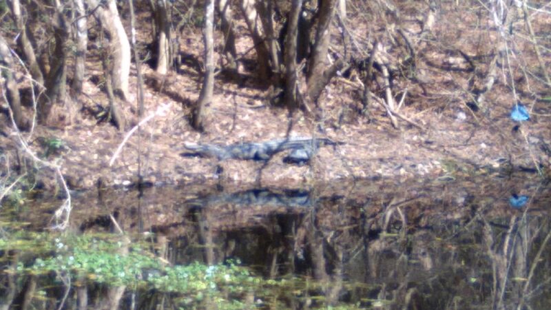 Friends of Waccamaw State Park - Lake Waccamaw, NC