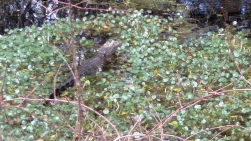 Friends of Waccamaw State Park - Lake Waccamaw, NC