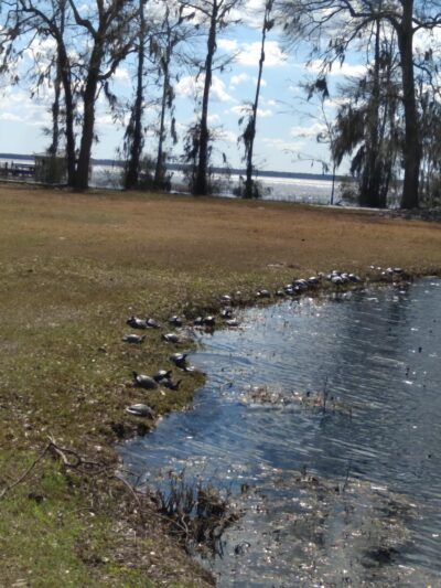Friends of Waccamaw State Park - Lake Waccamaw, NC