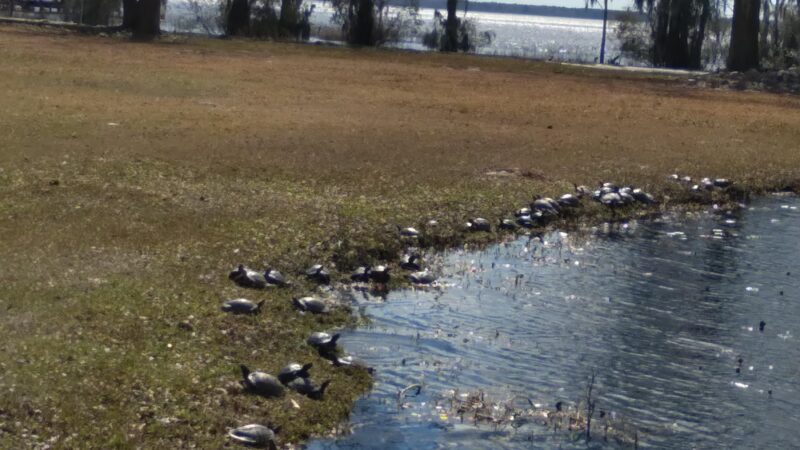 Friends of Waccamaw State Park - Lake Waccamaw, NC