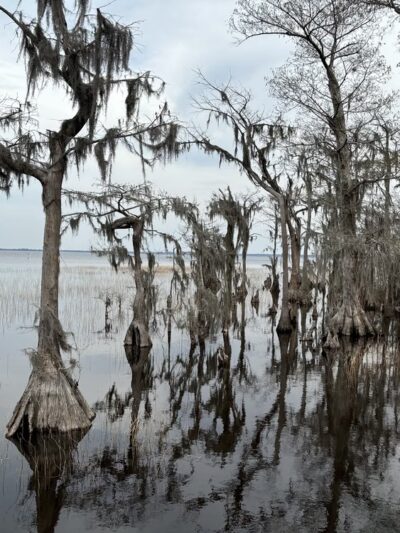 Lake Waccamaw State Park - Lake Waccamaw, NC