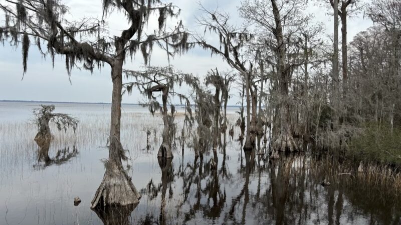 Lake Waccamaw State Park - Lake Waccamaw, NC
