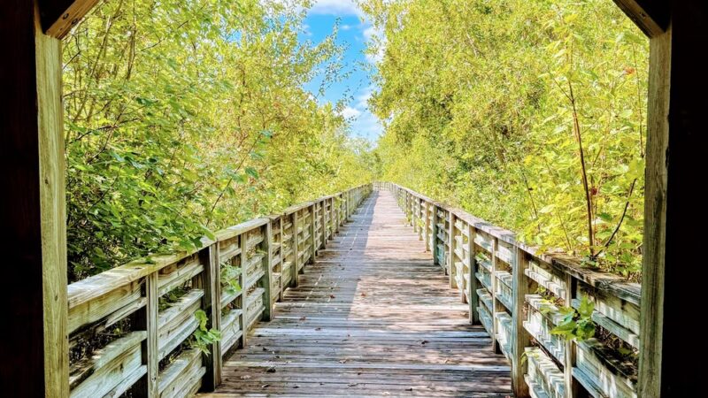 Lake Waccamaw State Park - Lake Waccamaw, NC