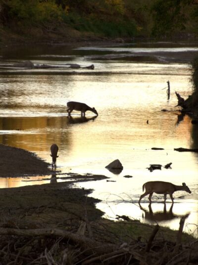 Kilen Woods State Park - Lakefield, MN