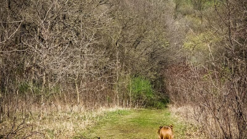 Kilen Woods State Park - Lakefield, MN